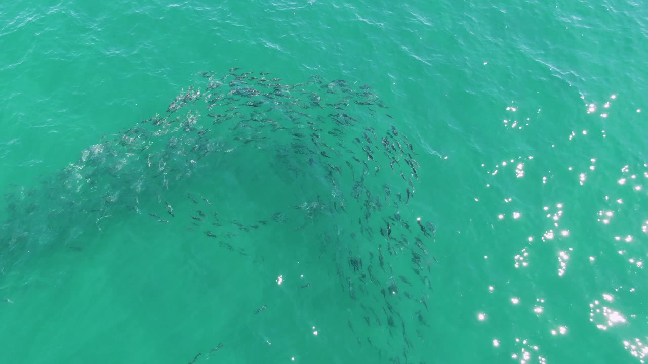The fish school tightens into a darker circular arc under turquoise ocean water at Buzzards Beach, with bright sunlight sparkling near the right side and no visible people.