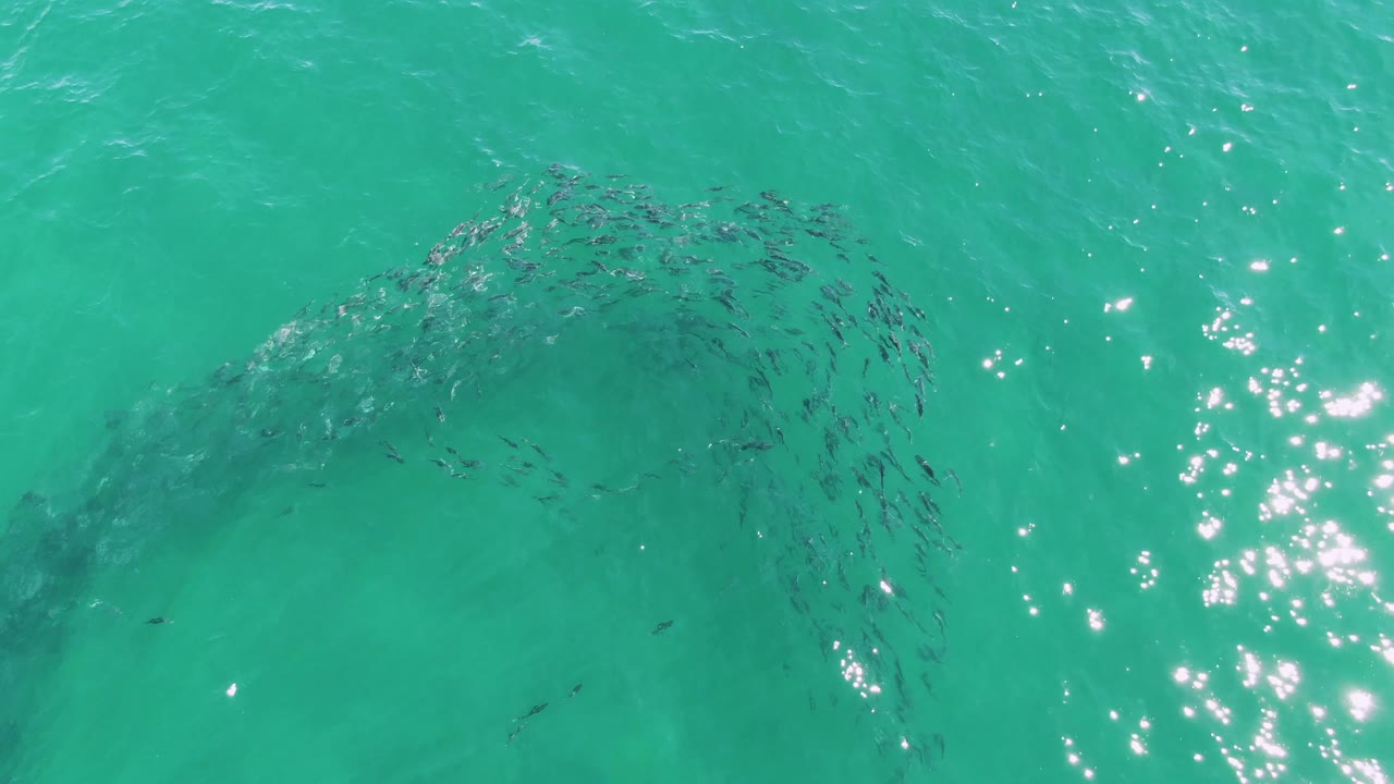 A broad arc of small dark fish sits beneath clear turquoise water at Buzzards Beach, with the brightest reflection cluster along the right edge and no visible people.