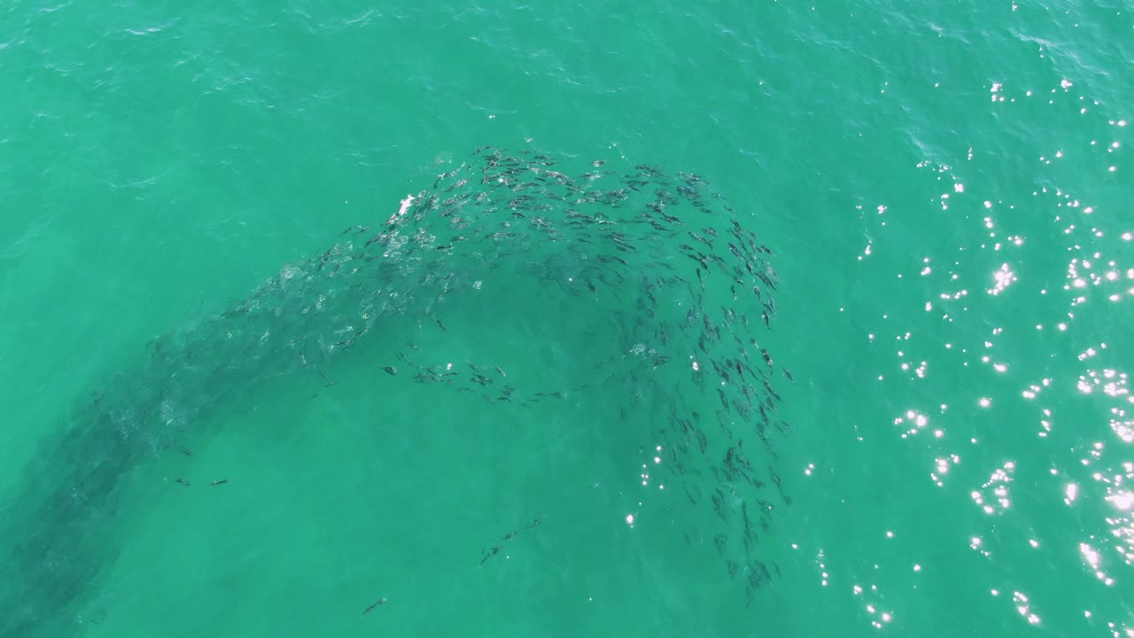 At Buzzards Beach, the fish school appears as a darker rotating cluster below rippled turquoise water, with sun sparkle near the center-right and no visible people.