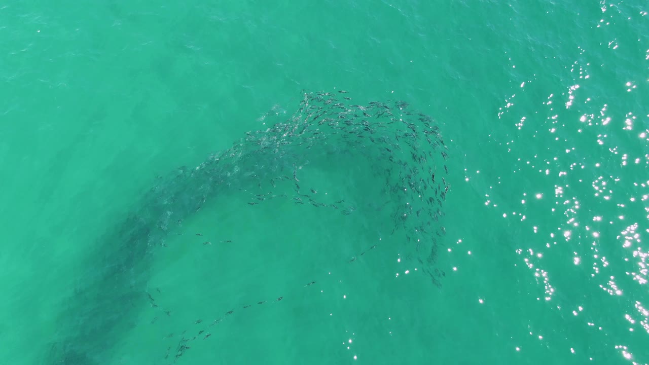 Overhead view of a dark fish school beginning a curved shape in turquoise water at Buzzards Beach, Baja California Sur, with bright sun flecks and no visible people.