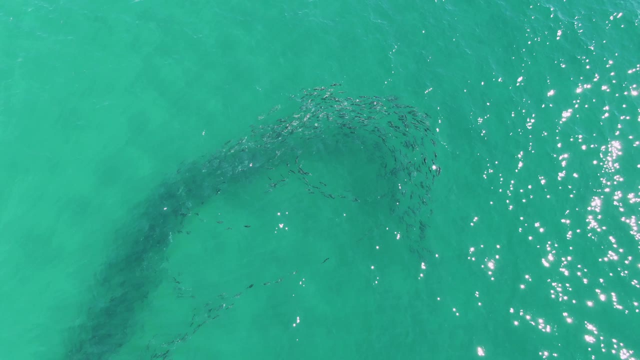 School of fish forming a broad arc under bright water glare.