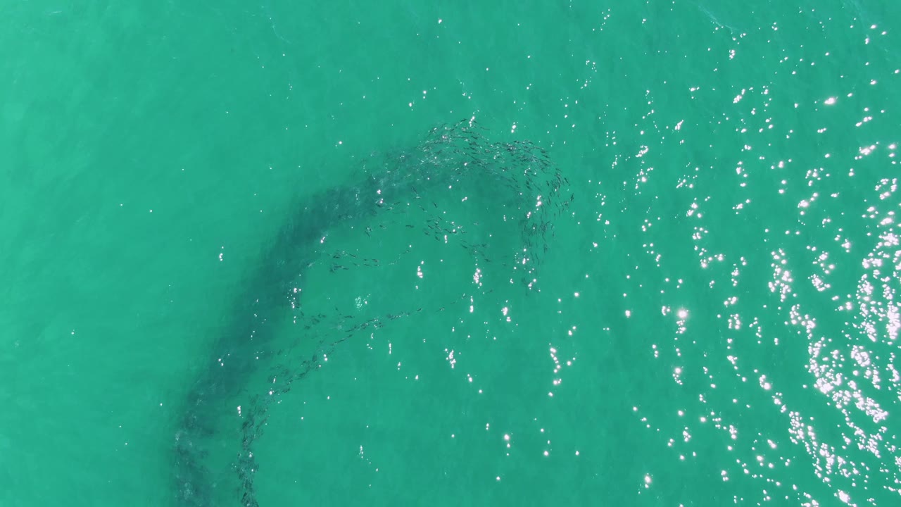 At Buzzards Beach in Baja California Sur, a curved dark school of fish sits under turquoise water near scattered sun glints, with no visible people.