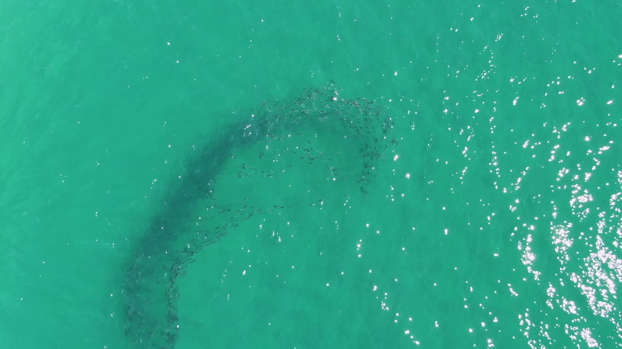 At Buzzards Beach in Baja California Sur, the fish school appears as a bent dark band below clear water, with brighter surface sparkle toward the right and no visible people.