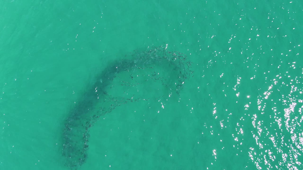 At Buzzards Beach in Baja California Sur, the fish school reads as a hook-shaped shadow below turquoise ocean water, with concentrated sun glare on the right and no visible people.