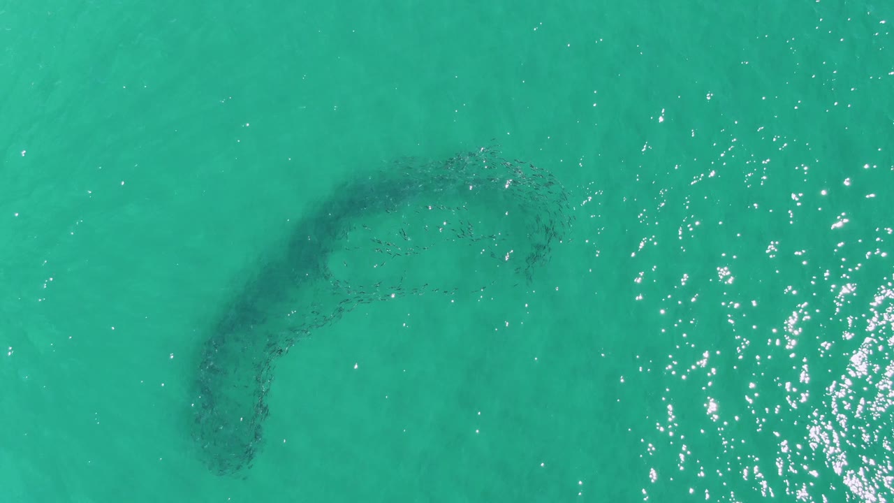 Curved dark fish formation under turquoise water with small bright ripples.