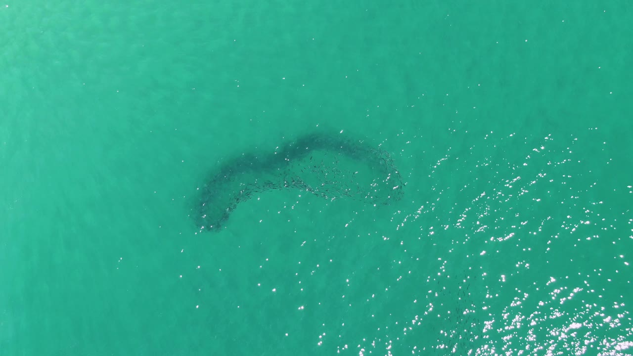 At Buzzards Beach in Baja California Sur, a dark curved bait ball is visible under turquoise ocean water with bright surface sparkles and no visible people.