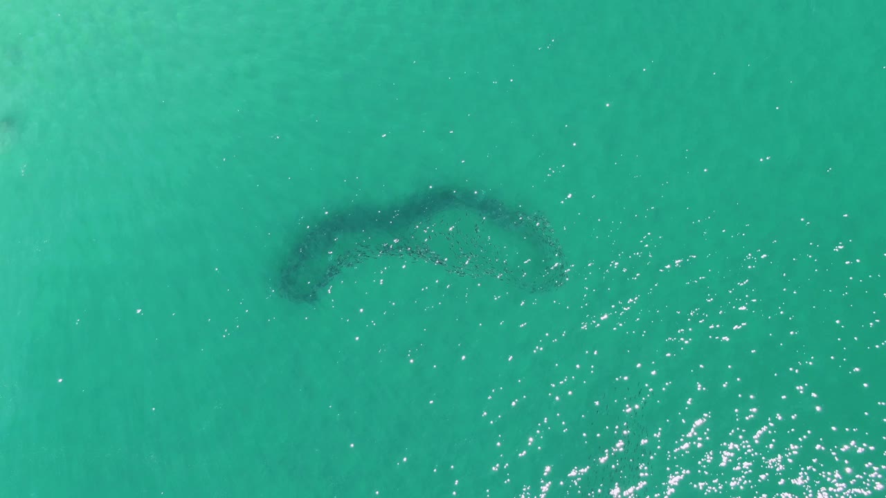 At 0:01, the Buzzards Beach aerial view keeps the curved fish school below the surface while sunlight reflections cluster across the right side and no visible people appear.