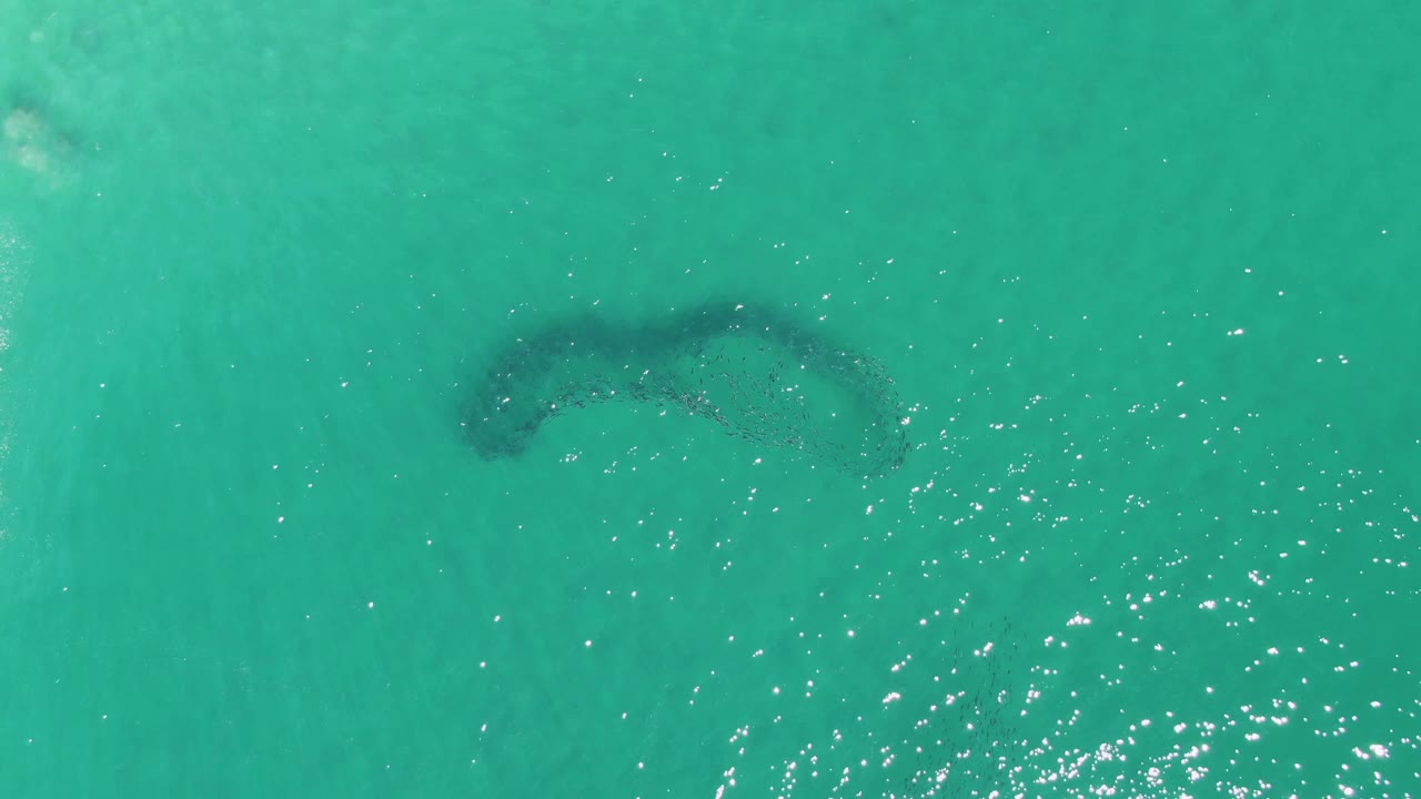 At Buzzards Beach, the dark subsurface fish school sits near the upper portion of the turquoise water frame, with scattered sunlight glitter below it and no visible people.