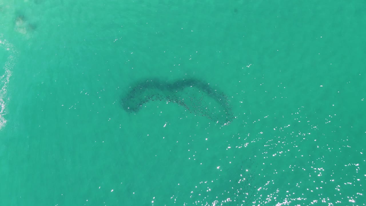 Subsurface curved bait ball in turquoise water with pale wake-like streak nearby.