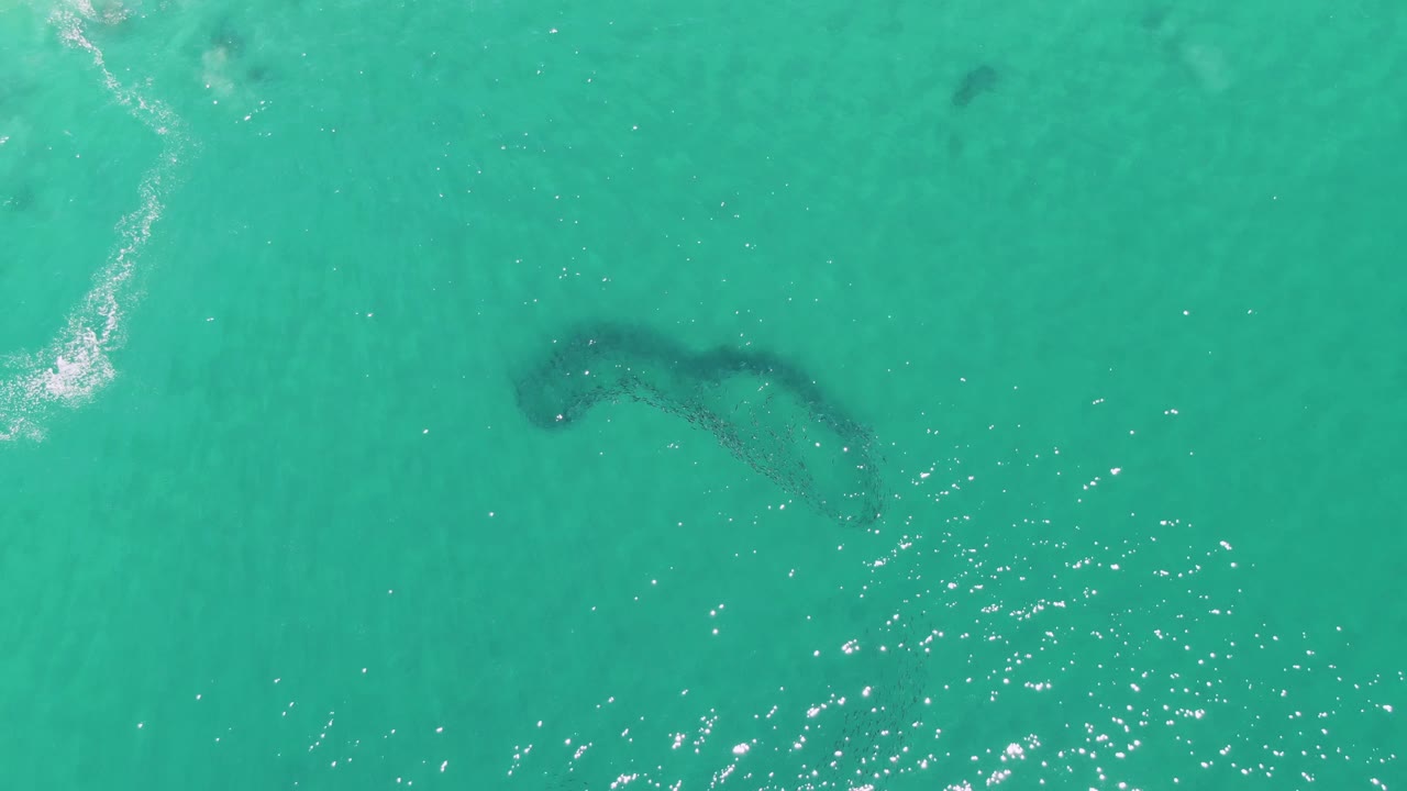 Overhead view at Buzzards Beach, Baja California Sur, showing a dark submerged marine animal shape in clear turquoise water, sun flecks near the lower edge, foam at upper left, and no visible people.