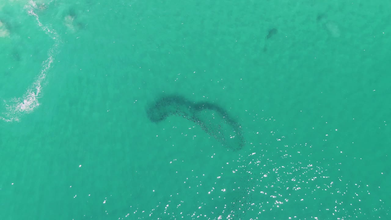Overhead Buzzards Beach frame with the dark marine animal silhouette slightly farther across the turquoise shallows, a small foam patch near the top, bright surface reflections below, and no visible people.