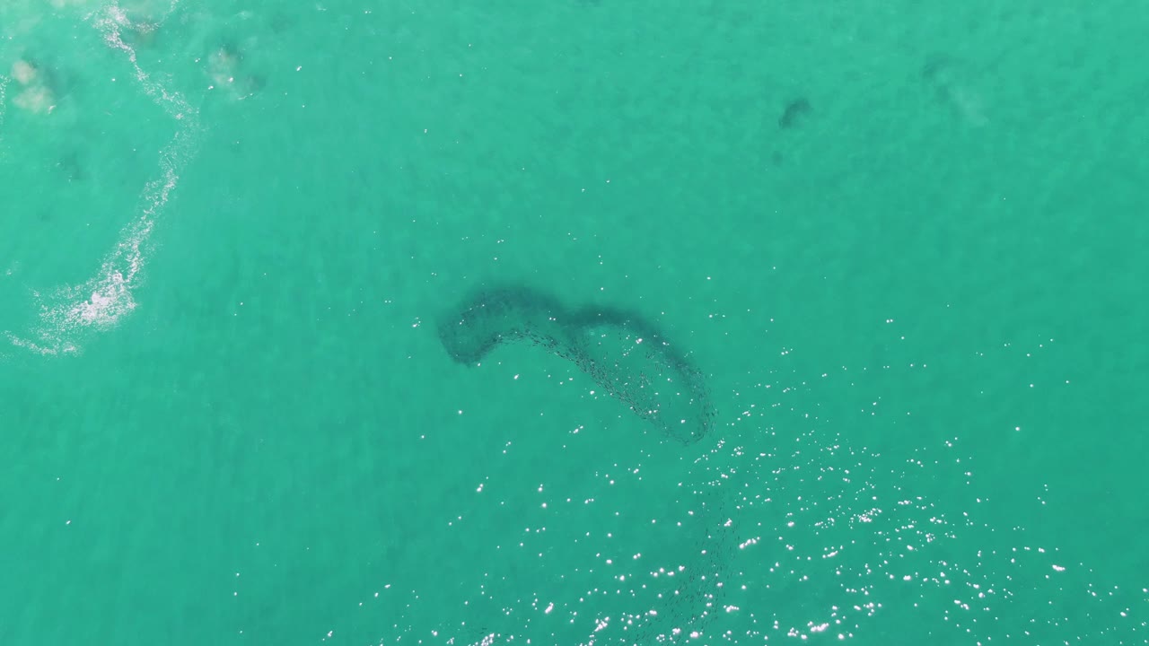 Aerial frame from Buzzards Beach with the curved dark marine animal shape under blue-green shallow water, scattered sparkle across the lower right, faint foam near the top, and no visible people.