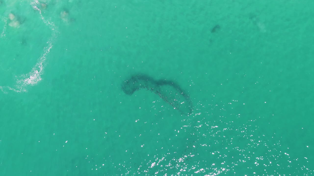 Dark underwater animal form in turquoise sea with a foam trail near the left edge.