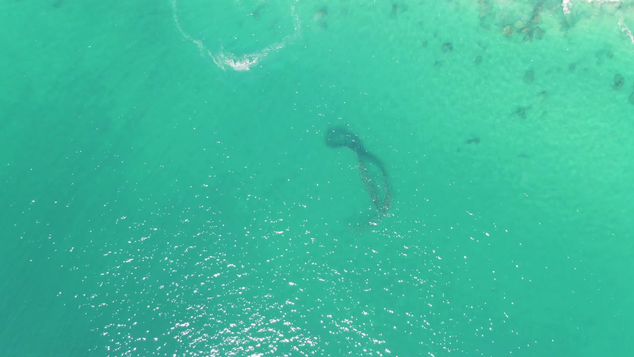 At Buzzards Beach in Baja California Sur, a dark marine animal is seen under turquoise water near scattered underwater patches, with no visible people.