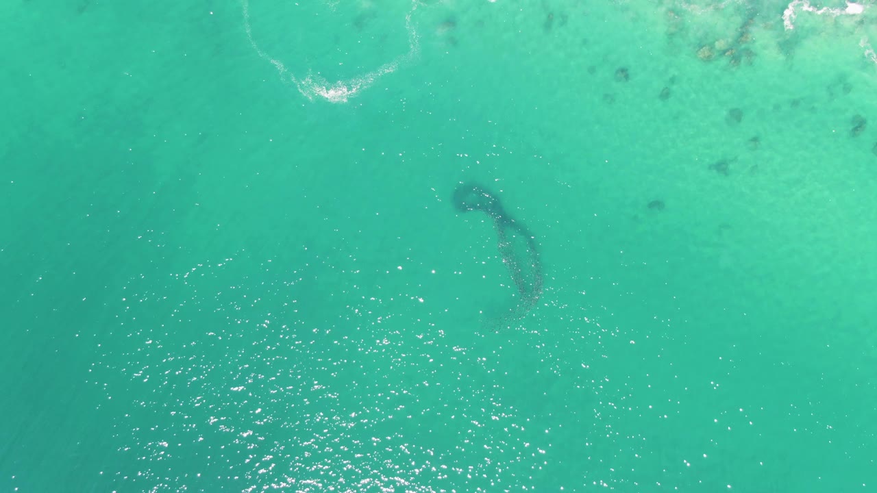 Marine animal below clear water with small foam line near the top edge.