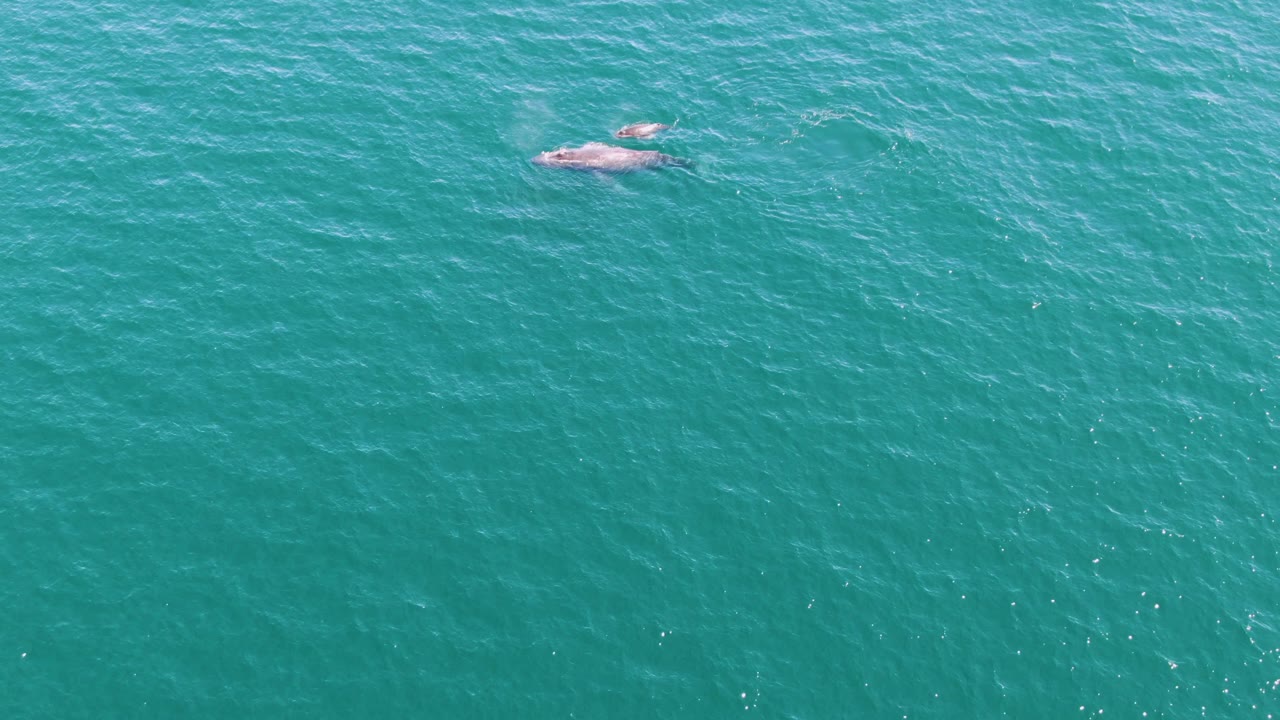 Whale surfacing in turquoise ocean water from above.