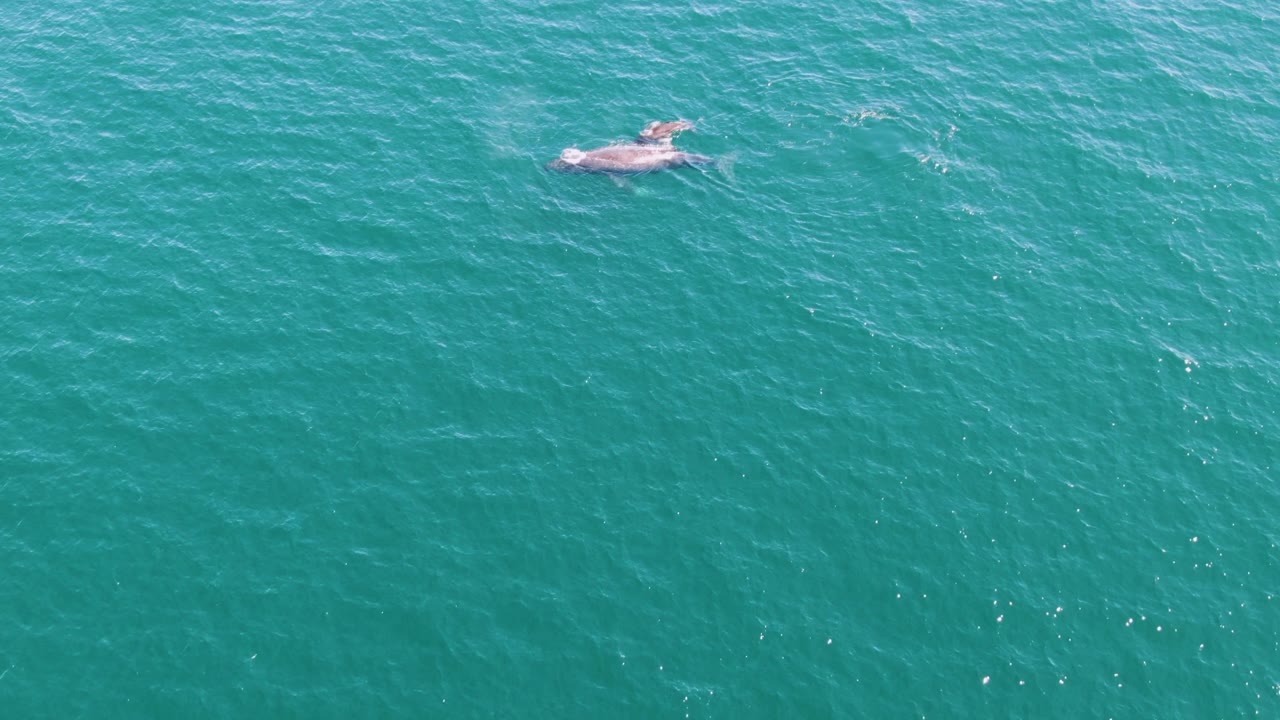 A whale appears near the top center of the Punta Gorda Beach ocean frame, with its back and pale surface disturbance visible against textured turquoise water and no visible people.