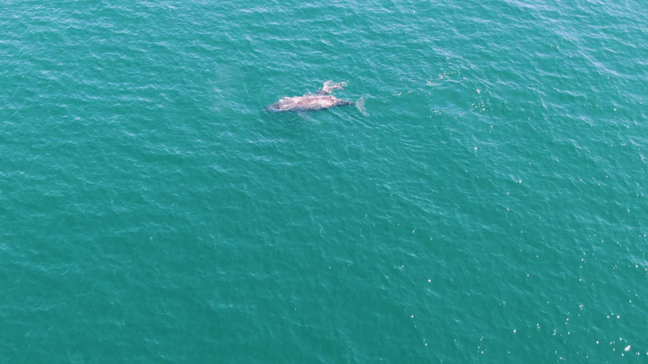 The whale sits near the upper right of the aerial frame over turquoise water at Punta Gorda Beach, with a light wake trailing from the surfacing animal and no visible people.