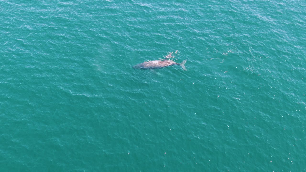 A whale is visible left of center in the lower row of the aerial sequence, with its body partly above the turquoise ocean surface and no visible people.