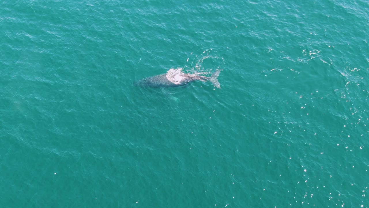 Whale near the surface in turquoise ocean water
