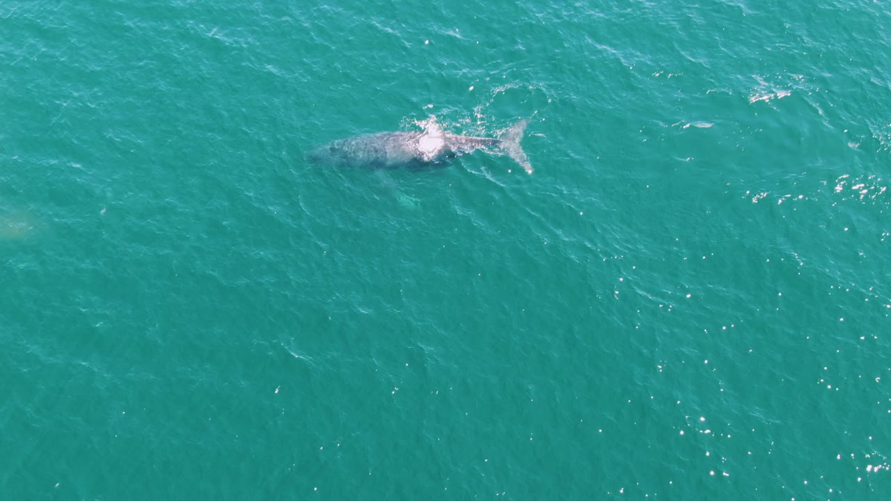 Aerial frame of the whale slightly farther through the turquoise water at Punta Gorda Beach, Baja California Sur, with its back and tail shape visible and no visible people.