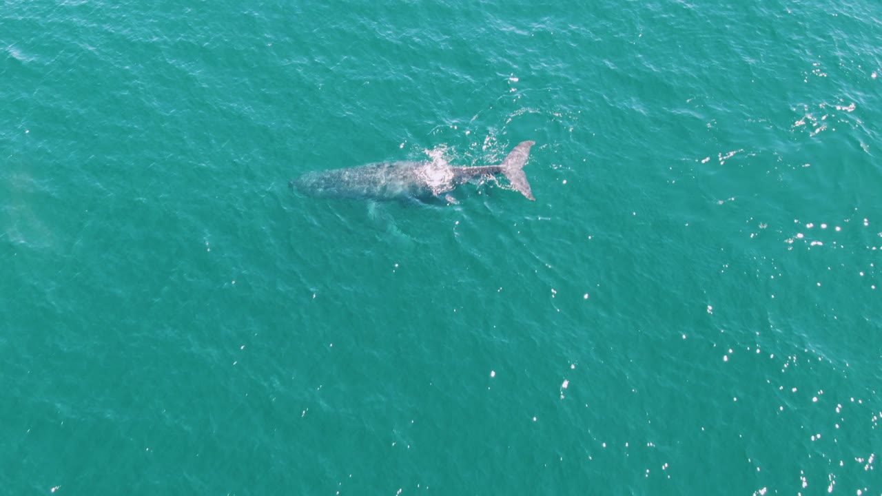 Top-down view of the whale in blue-green ocean water at Punta Gorda Beach, Baja California Sur, with brighter splash texture near the tail and no visible people.