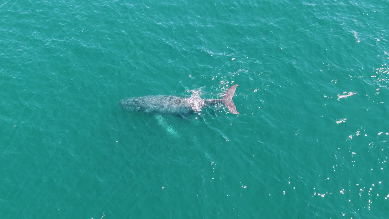 Aerial view of the whale lower in the frame sequence at Punta Gorda Beach, Baja California Sur, with a clear tail outline, pale body shape under water, and no visible people.