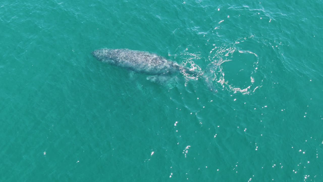 Overhead view at Punta Gorda Beach, Baja California Sur of an adult humpback whale just below the turquoise ocean surface, with a swirl of white ripples nearby and no visible people.