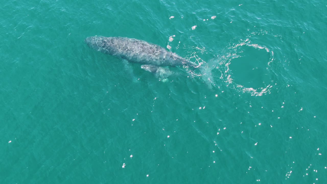 Aerial frame from Punta Gorda Beach, Baja California Sur showing the adult humpback whale moving under clear water beside a circular patch of foam and bright surface reflections, with no visible people.