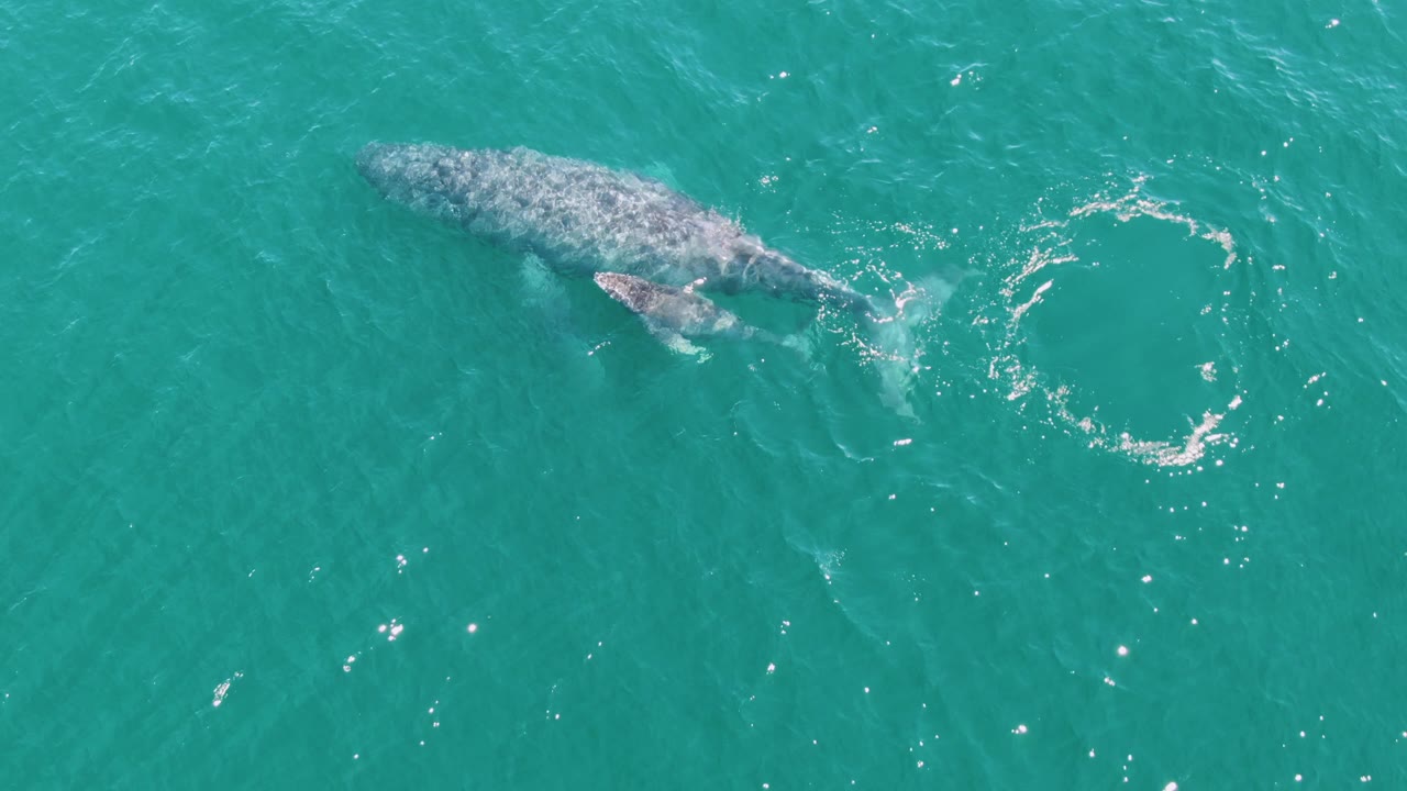 Overhead Punta Gorda Beach frame with the adult humpback whale near the surface and the calf appearing close along its side in turquoise water, with scattered ripples and no visible people.