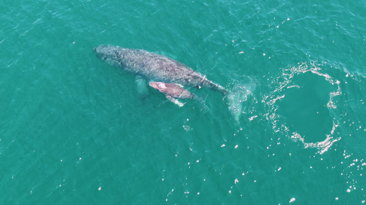 Humpback whale and calf swimming close together near a swirl of white water
