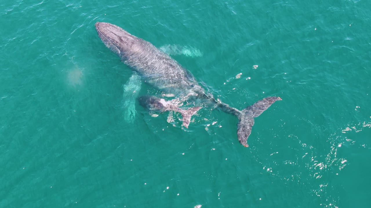Overhead frame from Punta Gorda Beach, Baja California Sur, showing a humpback whale angled across turquoise water with its tail flukes trailing and no visible people.