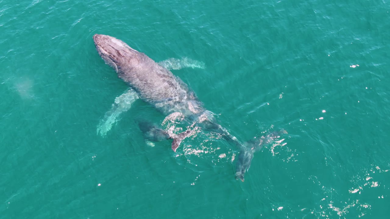Aerial view at Punta Gorda Beach, Baja California Sur, with the humpback whale centered in turquoise water as white ripples form around the tail and no visible people.