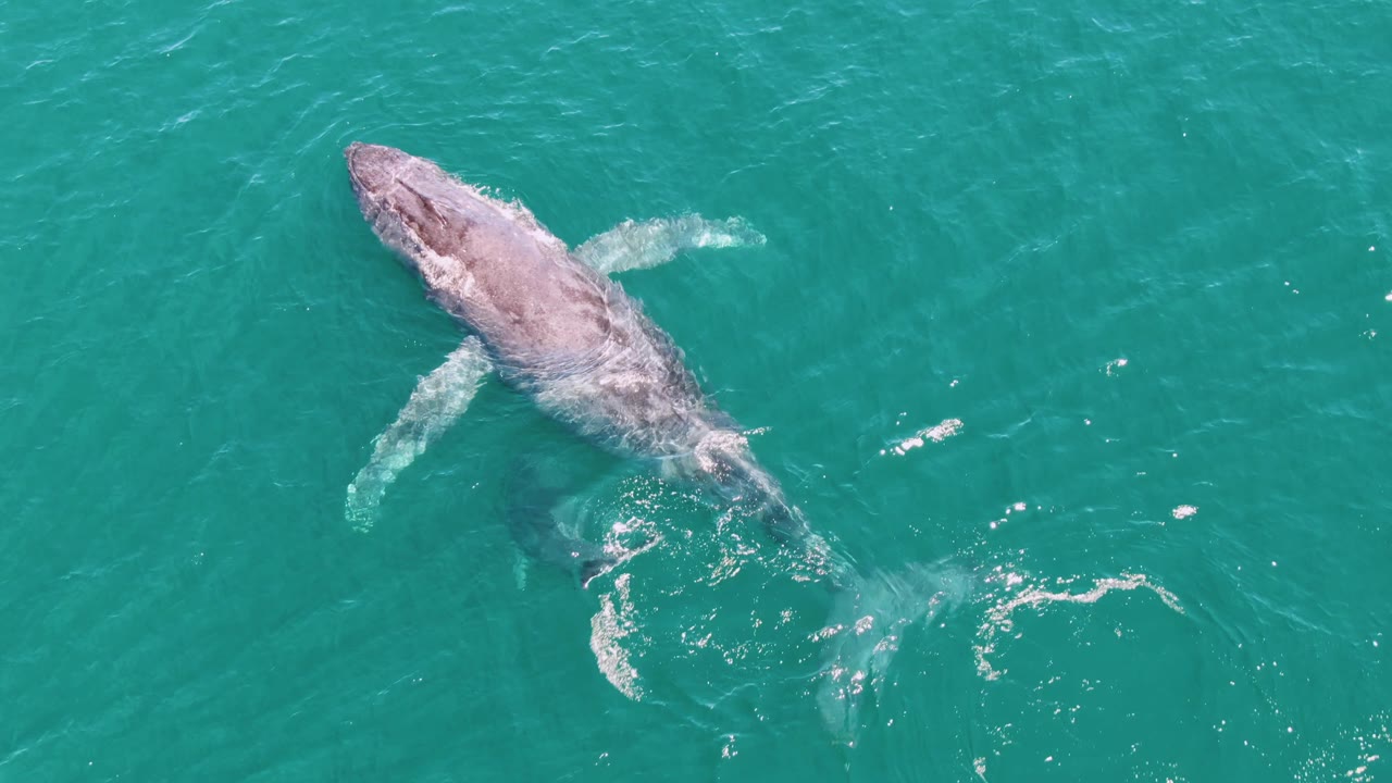 At Punta Gorda Beach, Baja California Sur, the whale remains partly submerged in clear turquoise water with a pale side flipper visible and no visible people.