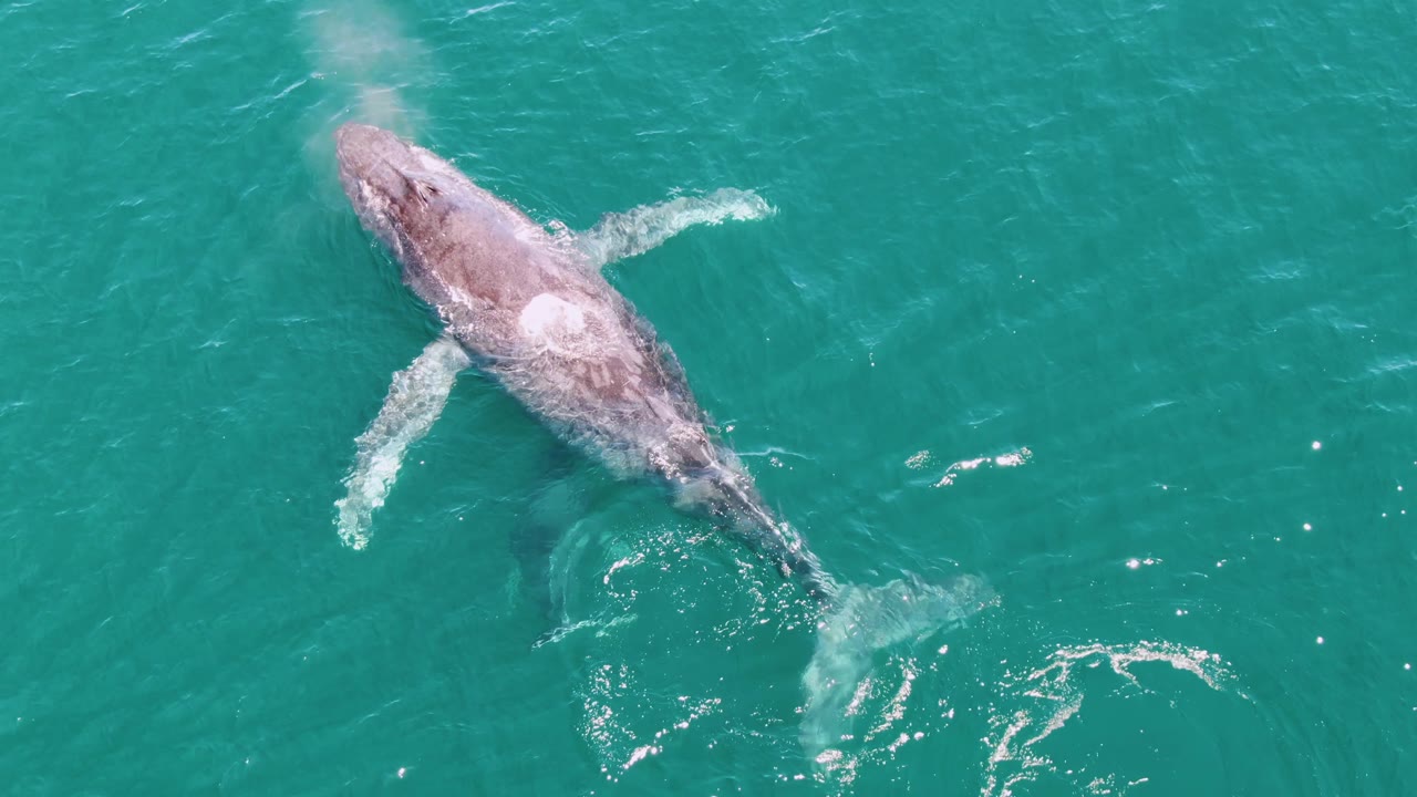 Overhead whale with both flippers visible below the surface