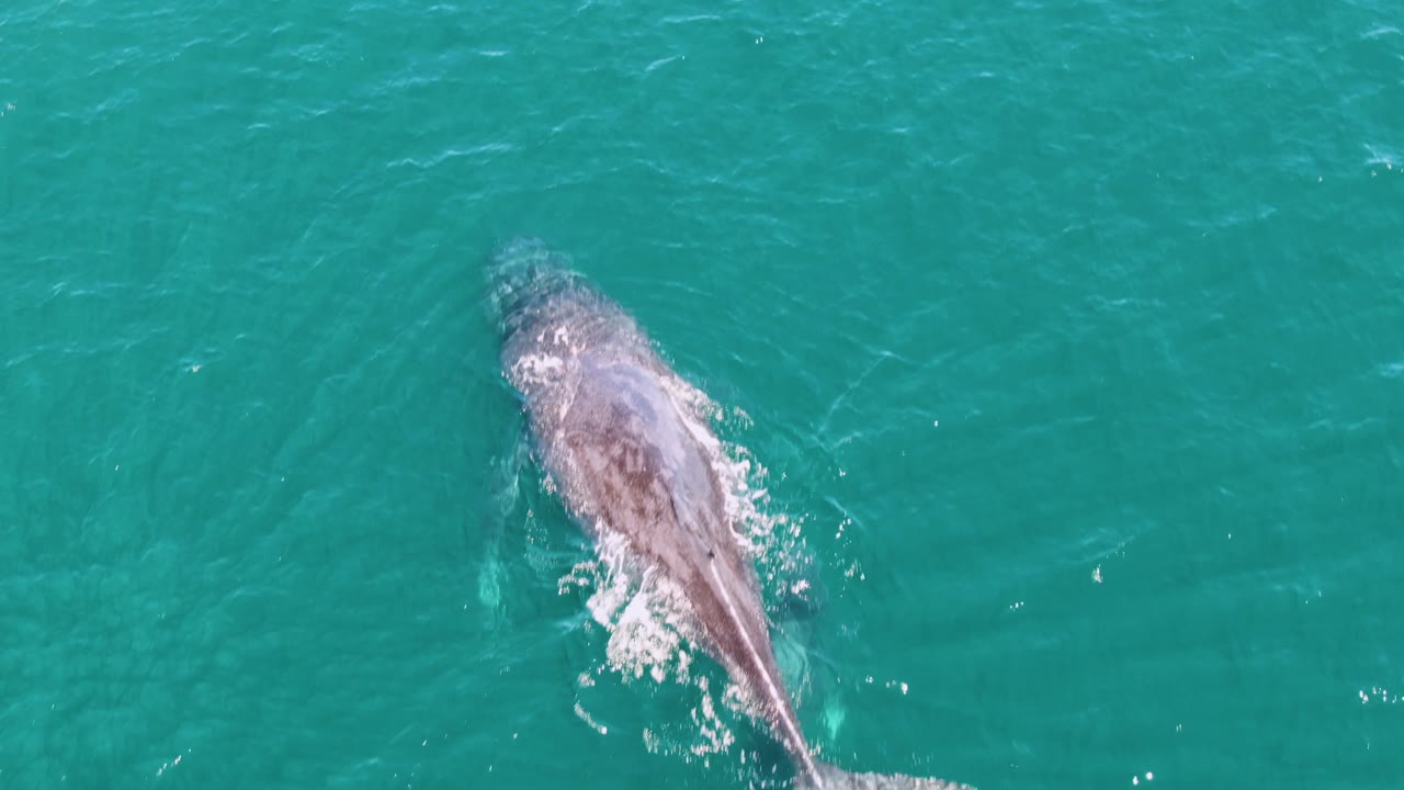 At Punta Gorda Beach in Baja California Sur, the whale's back and tail line are seen below the surface in clear turquoise water with no visible people.