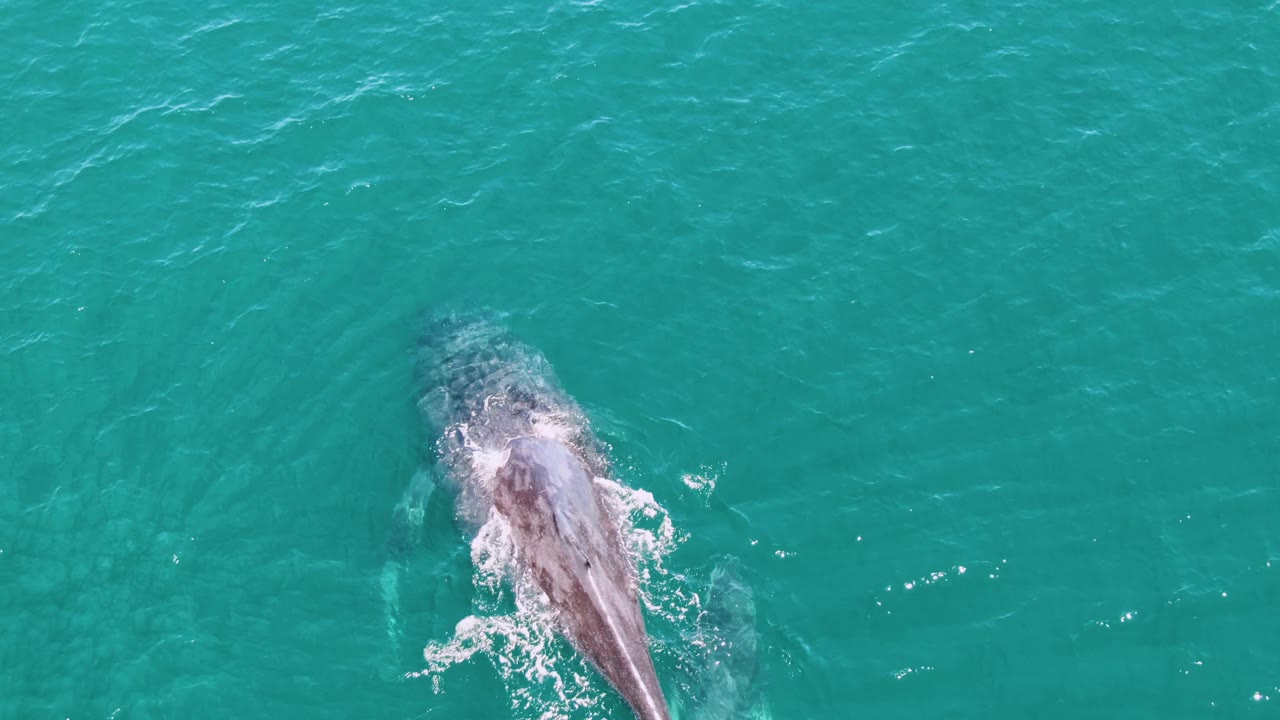 At Punta Gorda Beach in Baja California Sur, a whale surfaces under an overhead view with white water around its back and no visible people.