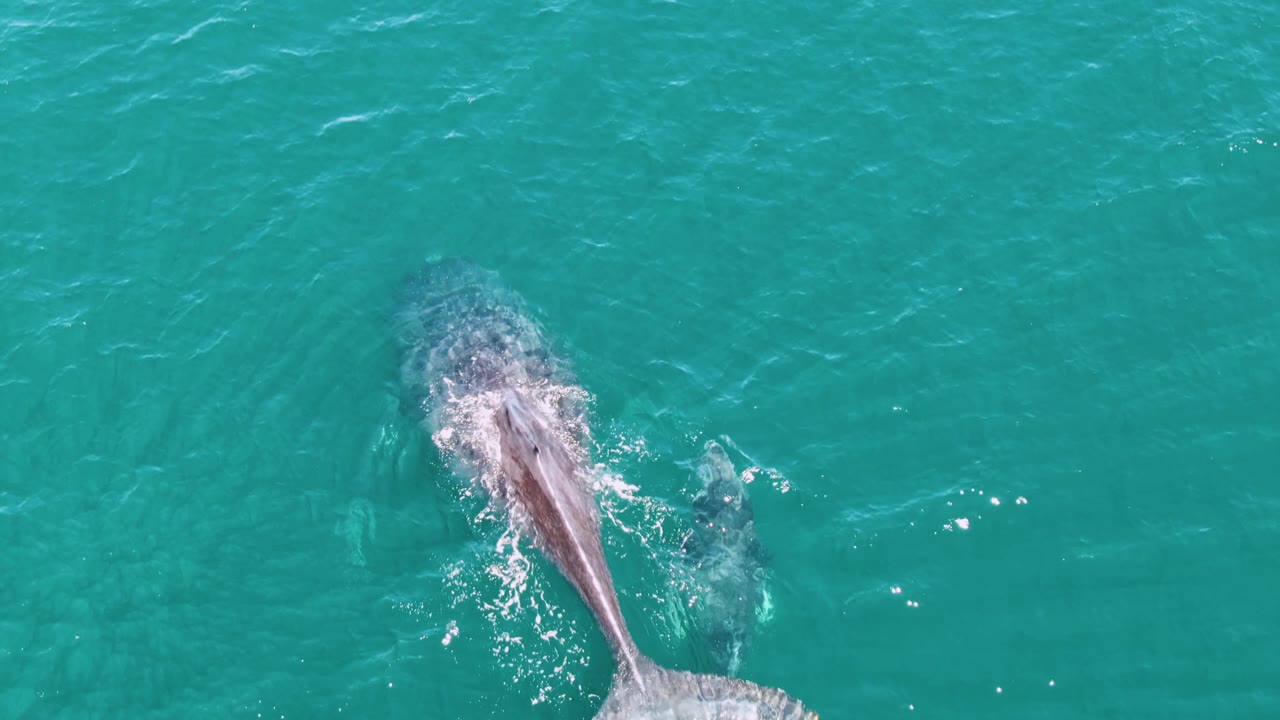 At Punta Gorda Beach in Baja California Sur, the whale angles through turquoise water with a trailing body shape and tail area near the frame edge, with no visible people.