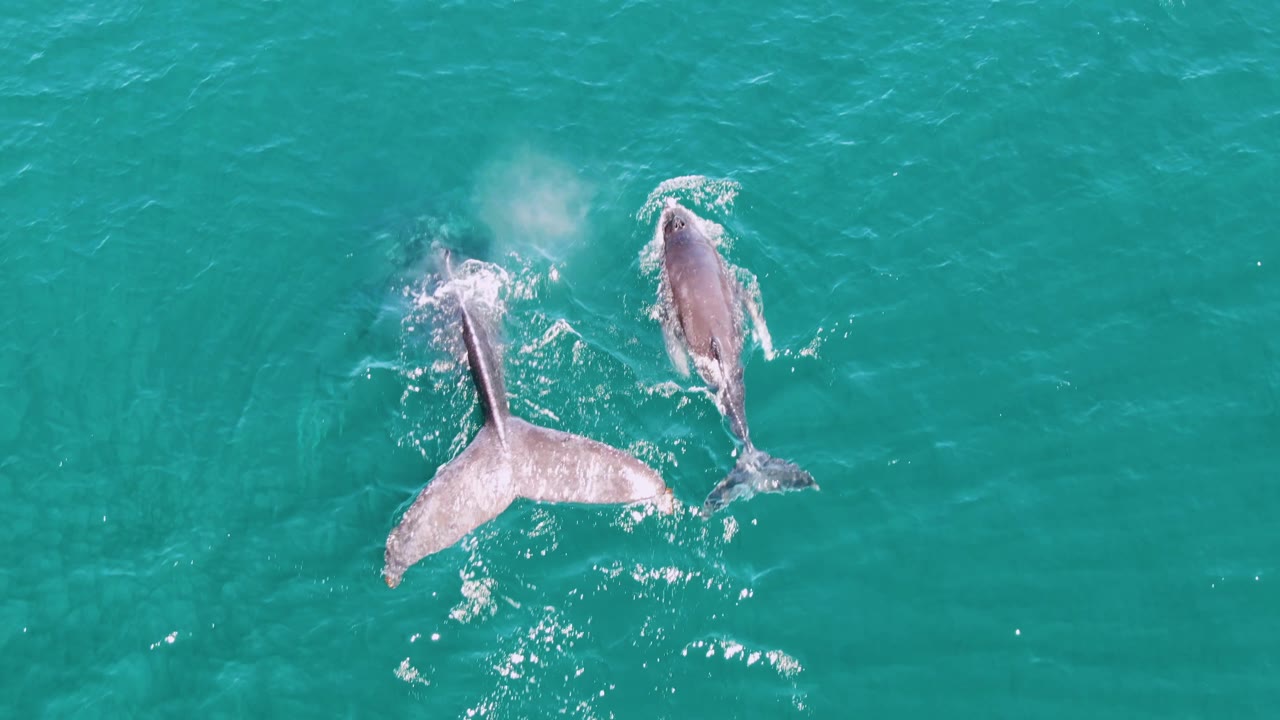 Two whales swim near the surface in turquoise ocean water at Punta Gorda Beach, Baja California Sur, with white splash trails and no visible people.