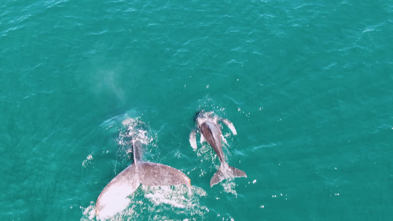 The whales are partly submerged in clear turquoise water at Punta Gorda Beach, Baja California Sur, with foam gathering around their backs and no visible people.