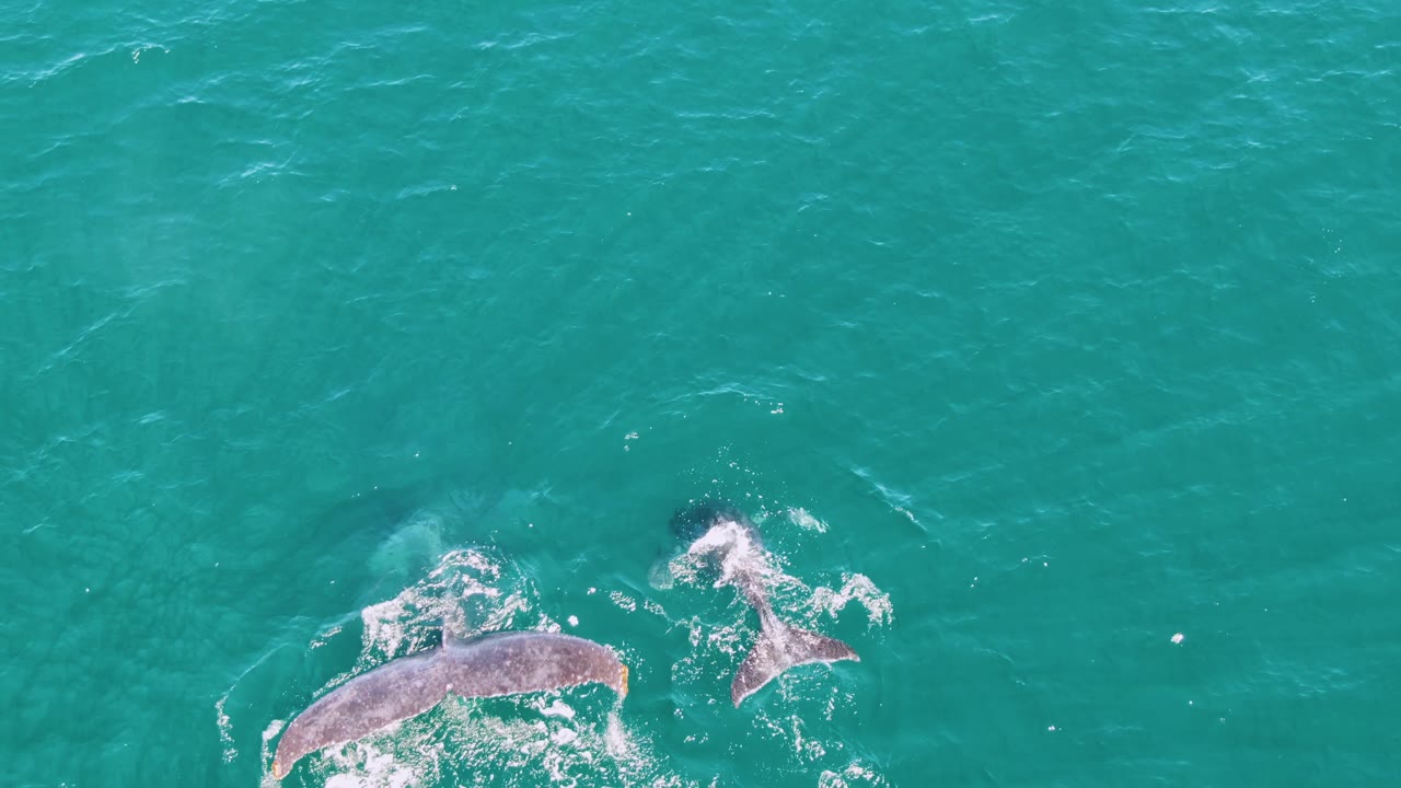 Two whales remain visible from above in Punta Gorda Beach turquoise water, separated by a patch of white disturbance and surrounded by small ripples, with no visible people.