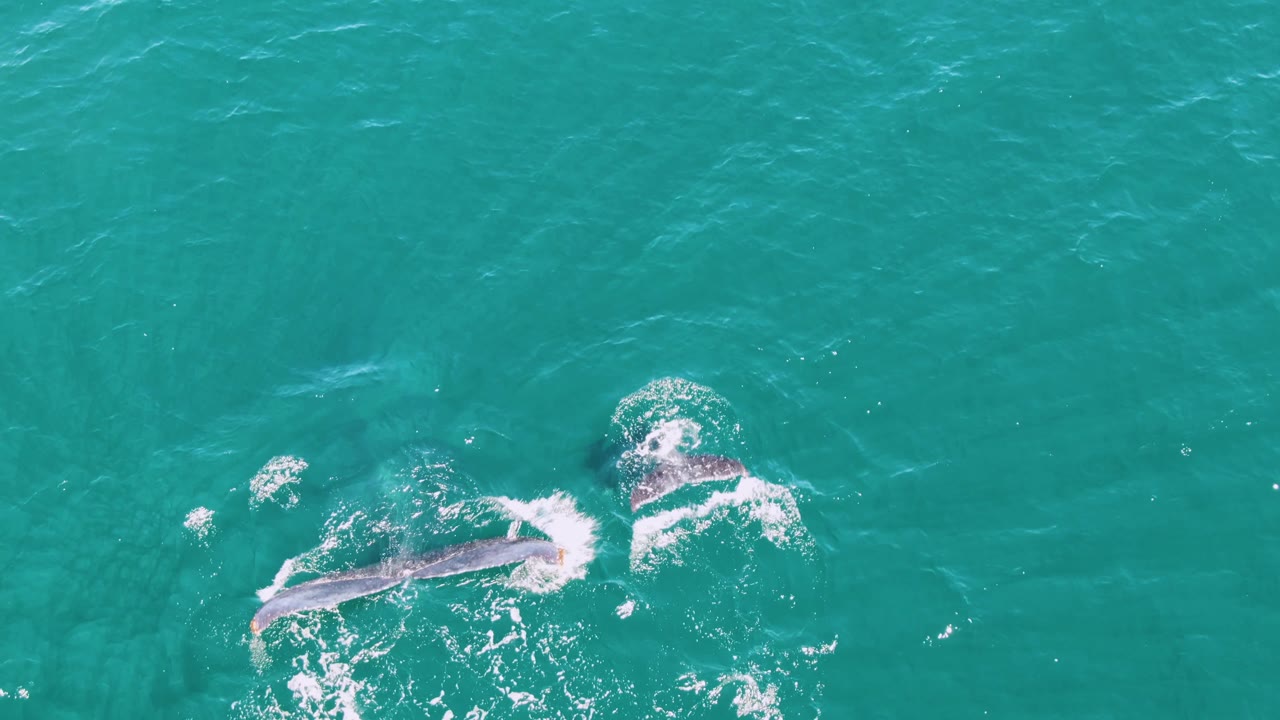 Whale shapes fading underwater with surface bubbles.