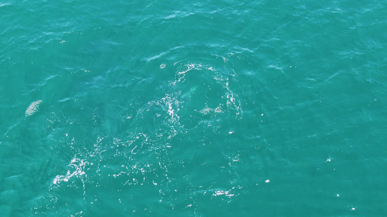 Dolphin shape beneath turquoise ocean water with surface ripples.