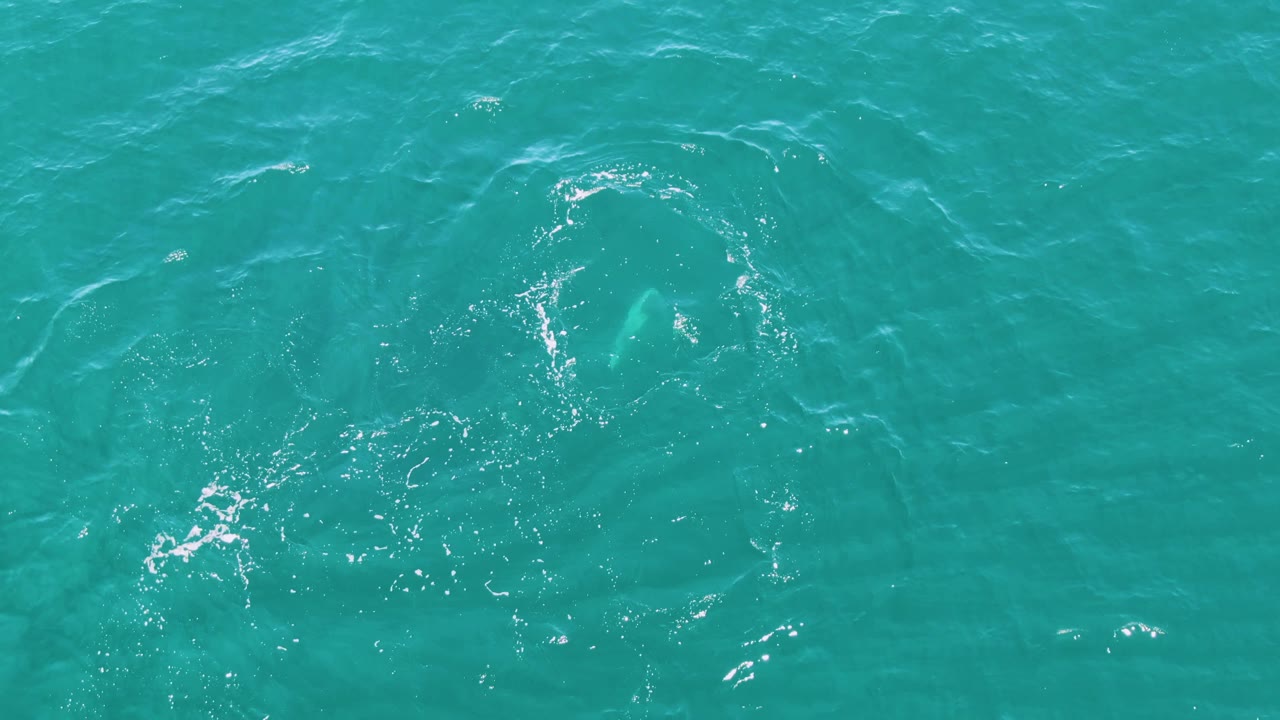 At Punta Gorda Beach in Baja California Sur, Mexico, the dolphin appears deeper under the blue-green surface while scattered bubbles and curved ripples gather above it, with no visible people.