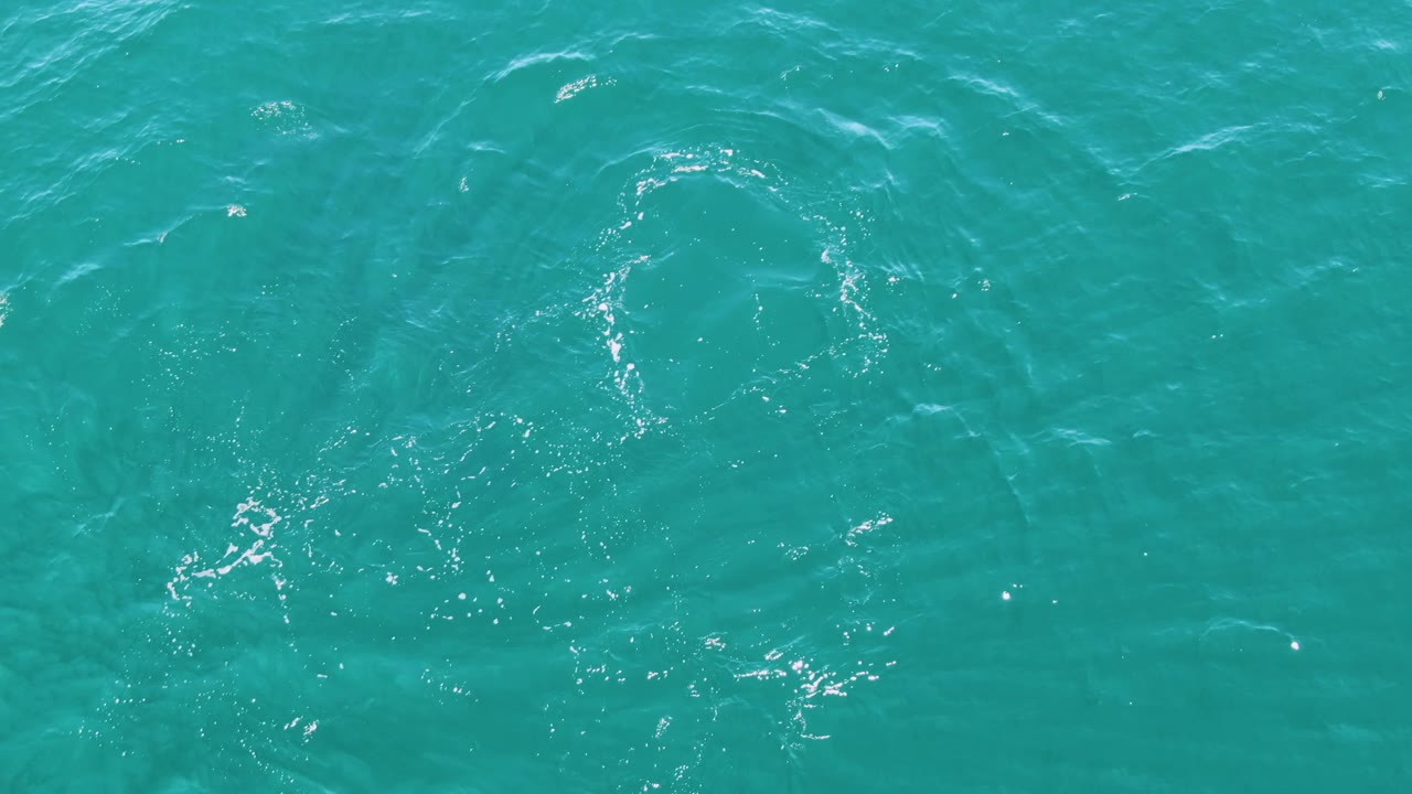 At Punta Gorda Beach in Baja California Sur, Mexico, a pale dolphin form sits below the surface near a bright ring of ripples in turquoise open water, with no visible people.