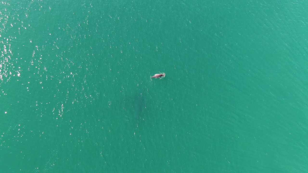 Overhead aerial frame at Punta Gorda Beach, Baja California Sur showing a small swimmer near the upper-left area of open turquoise water with light ripples around them.