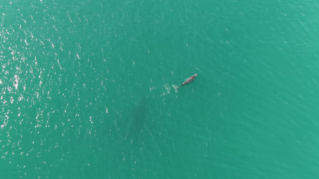 Overhead view of a whale near the upper center of turquoise ocean water at Punta Gorda Beach, Baja California Sur, with sun ripples on the surface and no visible people.