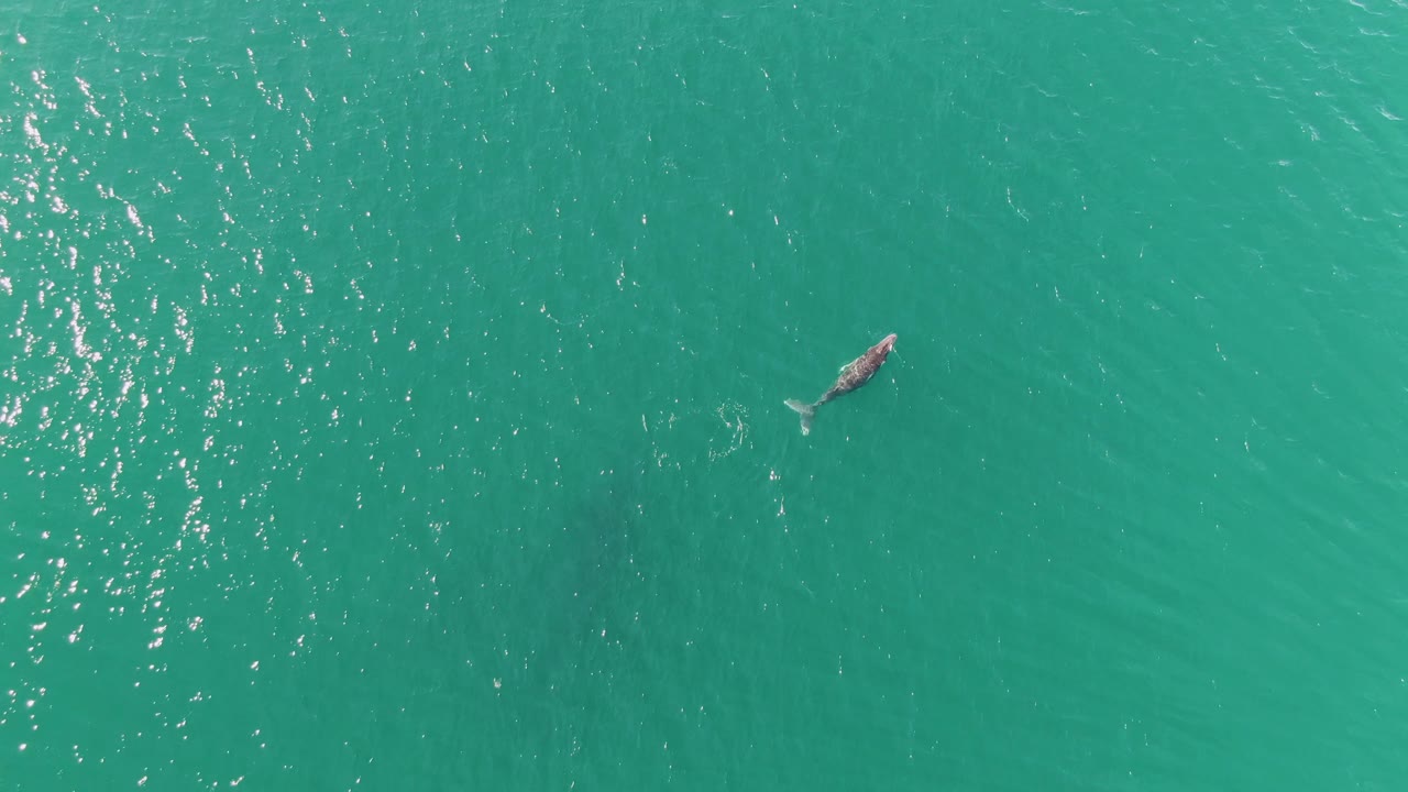 A whale swims beneath a bright patch of reflected sunlight in turquoise ocean at Punta Gorda Beach, Baja California Sur, with no visible people or boats.