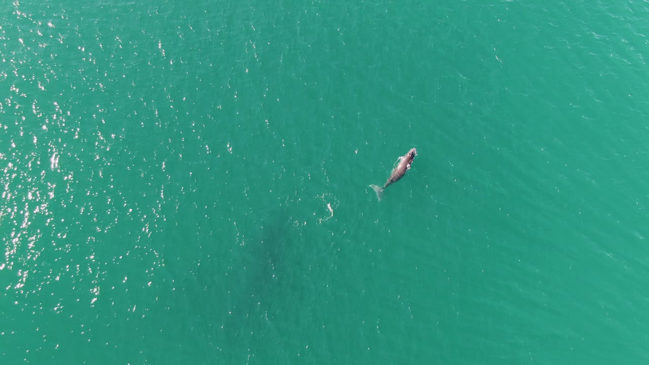 The whale appears toward the upper right of an open turquoise ocean frame at Punta Gorda Beach, Baja California Sur, with subtle wake texture and no visible people.