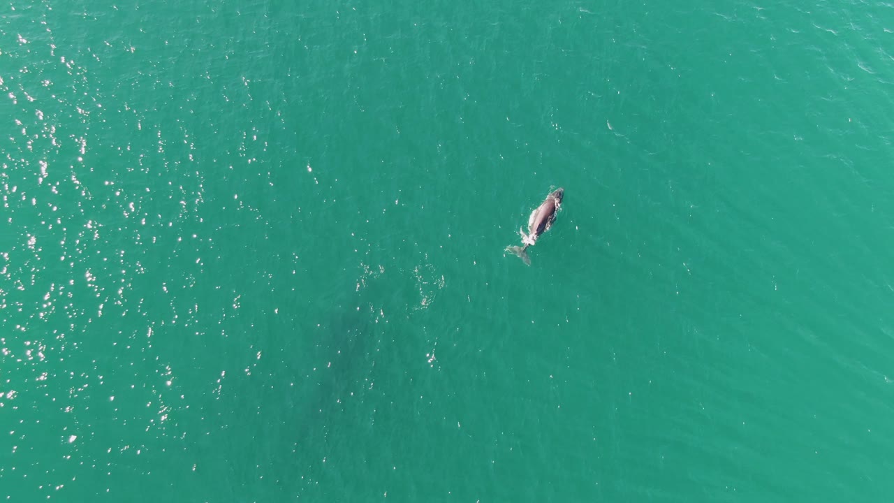 Whale closer in turquoise ocean with ripples nearby